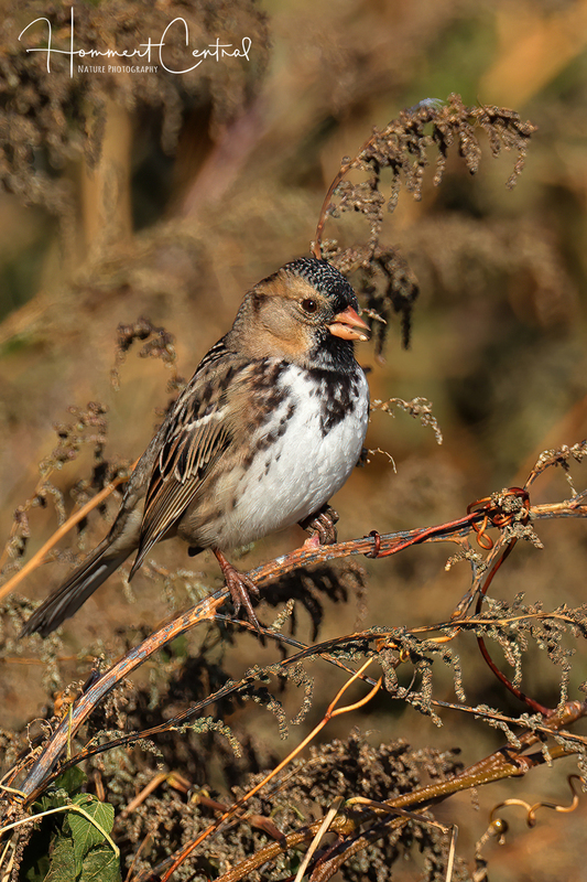 Harriss Sparrow (13).jpg