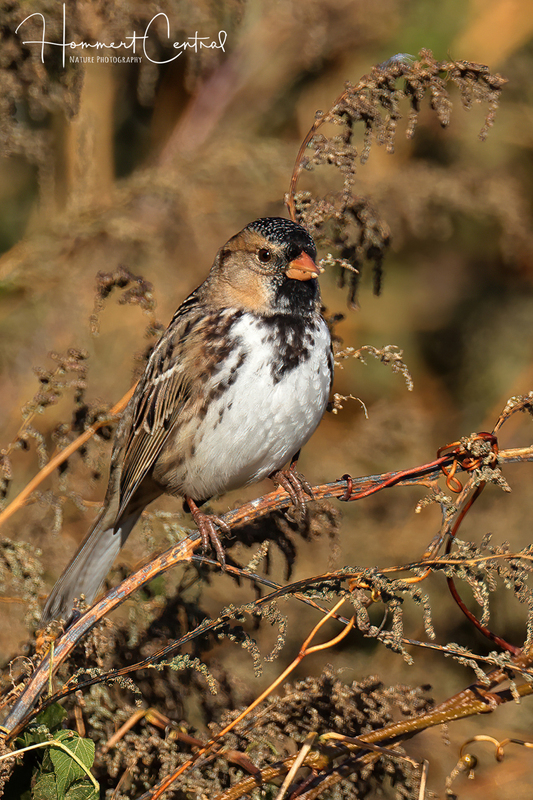 Harriss Sparrow (14).jpg