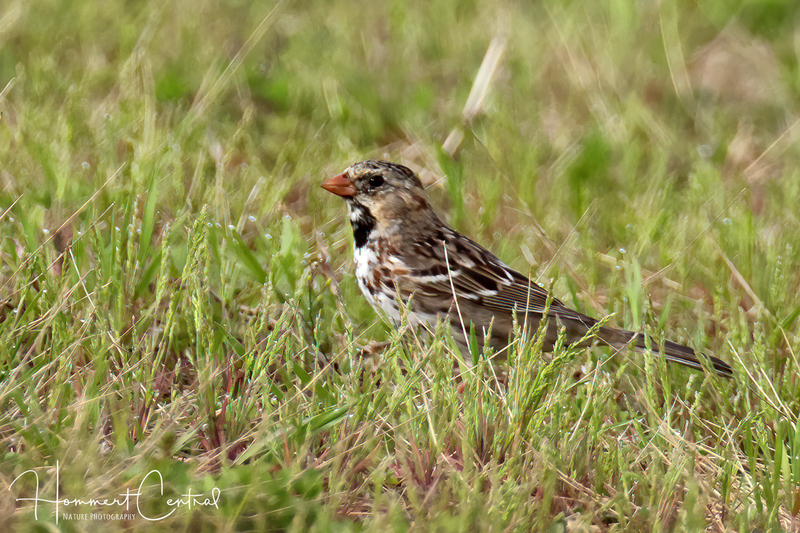 Harriss Sparrow (immature) (03).jpg
