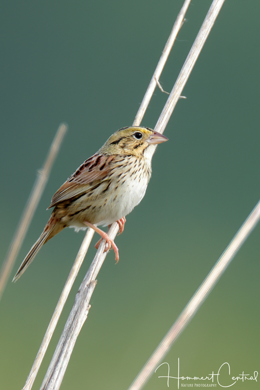 Henslows Sparrow (14).jpg
