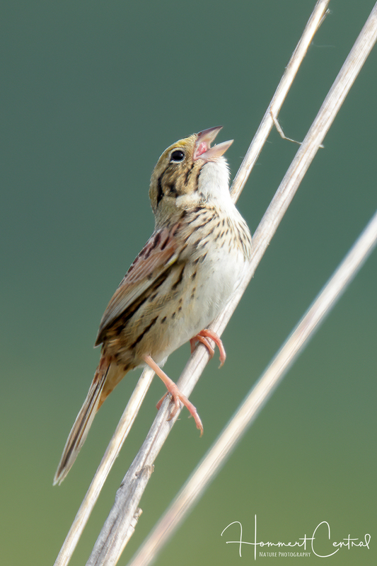 Henslows Sparrow (15).jpg