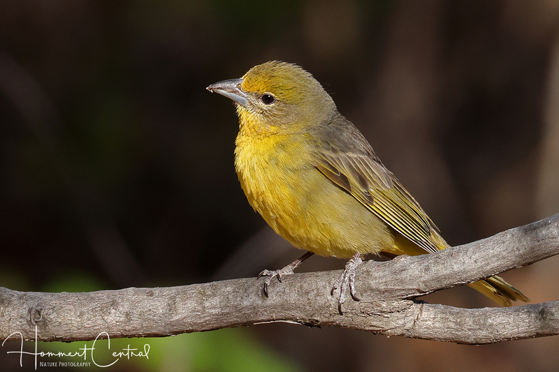 Hepatic Tanager (female) (02).jpg