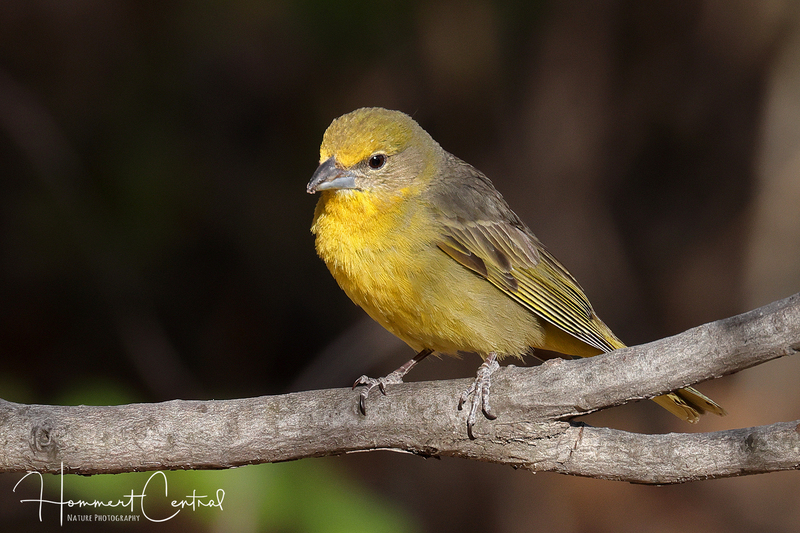 Hepatic Tanager (female) (03).jpg