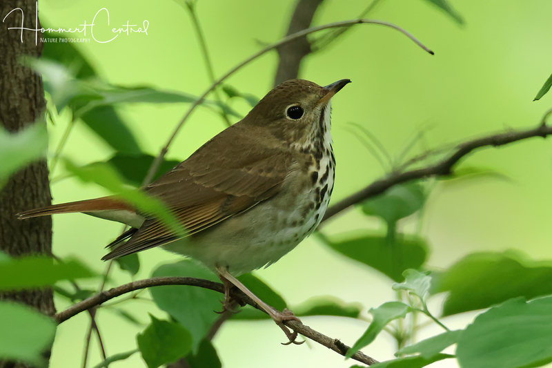 Hermit Thrush (07).jpg