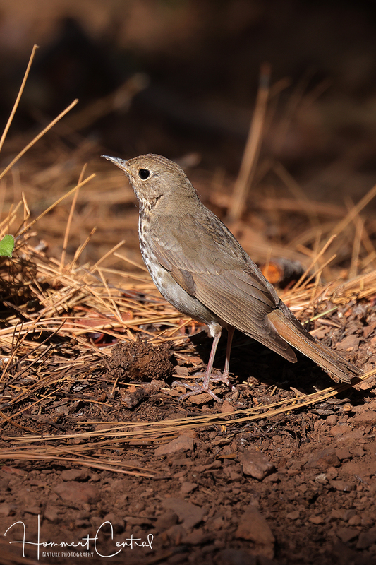 Hermit Thrush (08).jpg