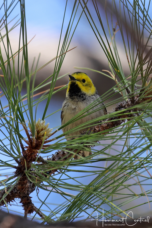 Hermit Warbler (female) (01).jpg