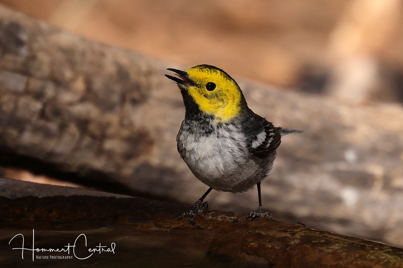Hermit Warbler (female) (02).jpg
