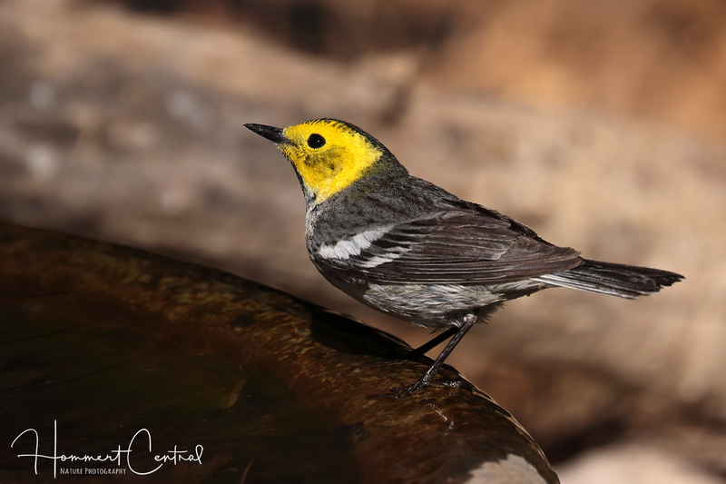 Hermit Warbler (female) (03).jpg
