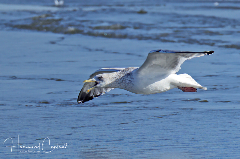 Herring Gull (18).jpg