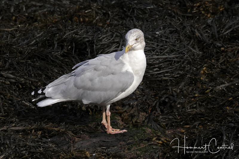 Herring Gull (European) (02).jpg