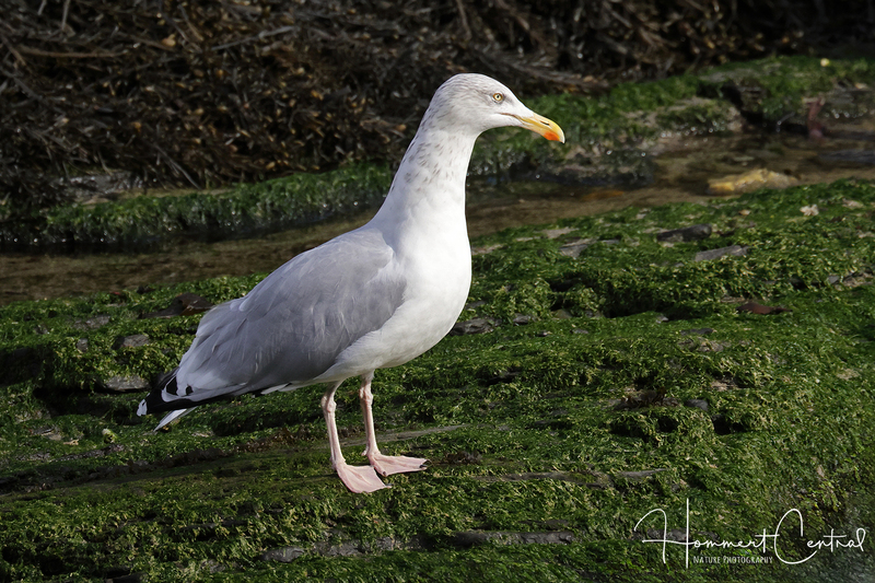 Herring Gull (European) (03).jpg
