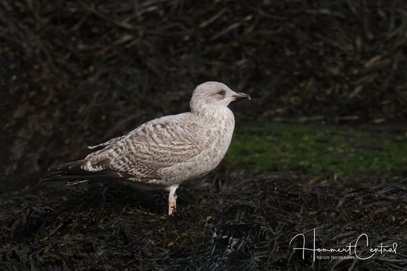 Herring Gull (immature European) (01.jpg