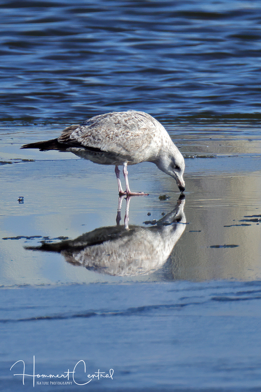 Herring Gull (immature) (17).jpg
