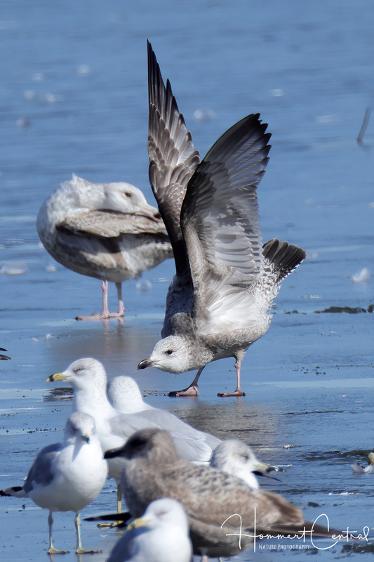Herring Gull (immature) (18).jpg