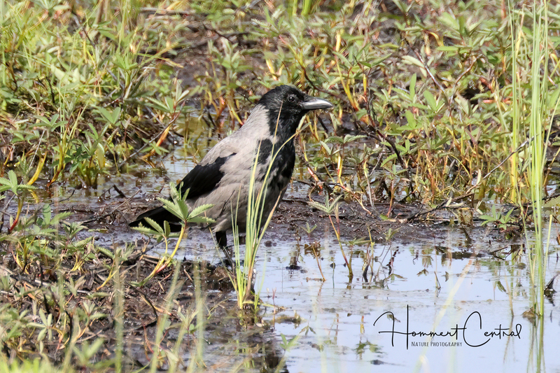 Hooded Crow (02).jpg