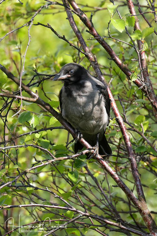 Hooded Crow (03).jpg