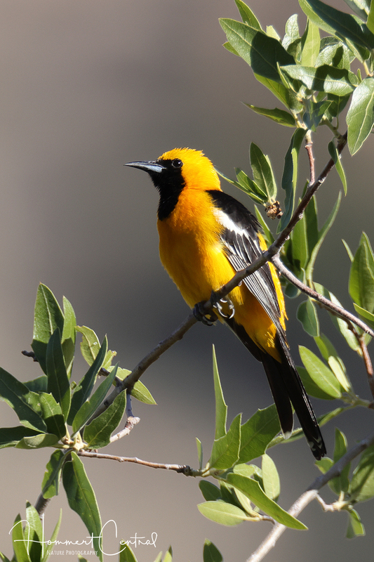Hooded Oriole (03).jpg