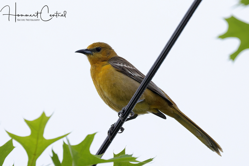 Hooded Oriole (female) (04).jpg