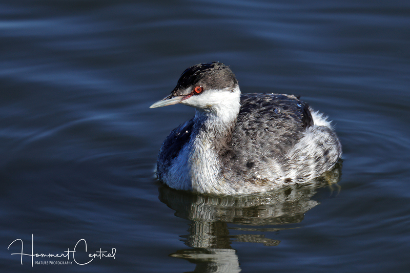 Horned Grebe (nonbreeding plumage) (14).jpg