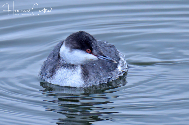 Horned Grebe (nonbreeding plumage) (15).jpg