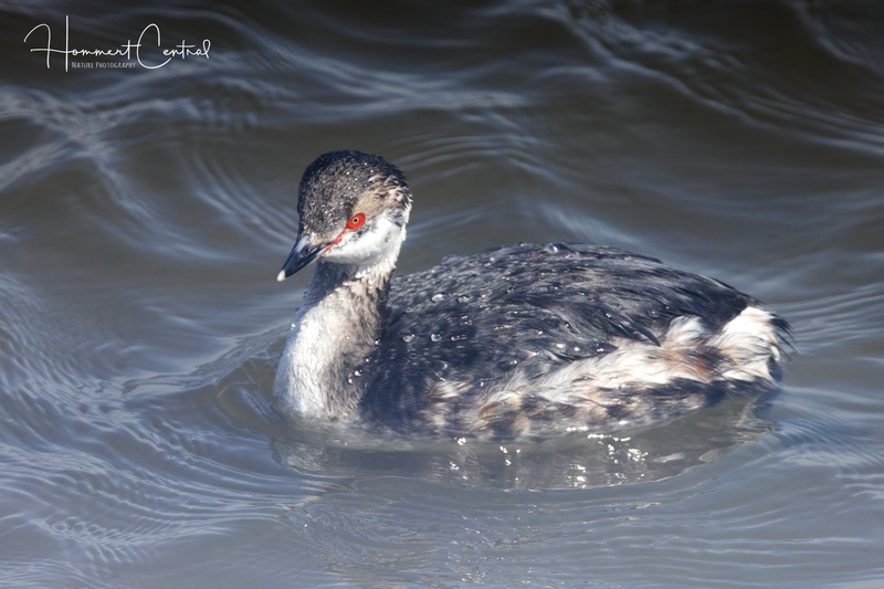 Horned Grebe (transitioning to breeding plumage) (10).jpg