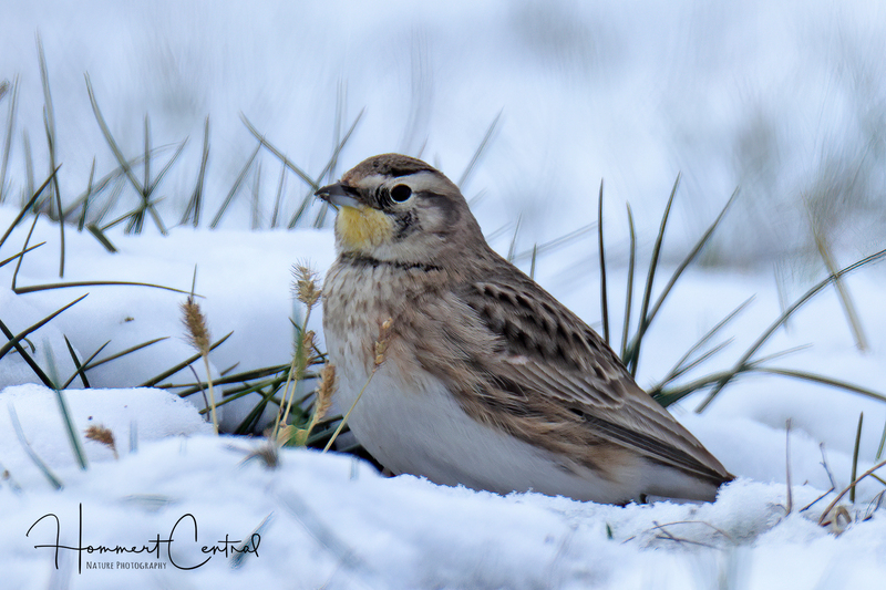 Horned Lark (10).jpg