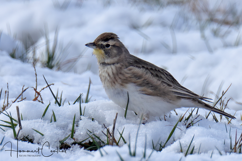 Horned Lark (11).jpg
