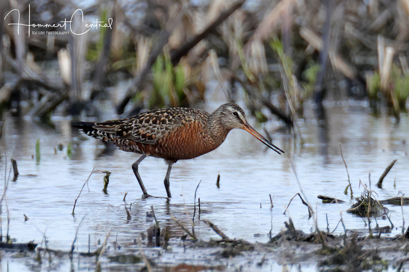 Hudsonian Godwit (07).jpg