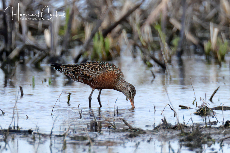 Hudsonian Godwit (08).jpg