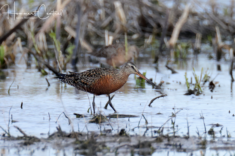 Hudsonian Godwit (09).jpg