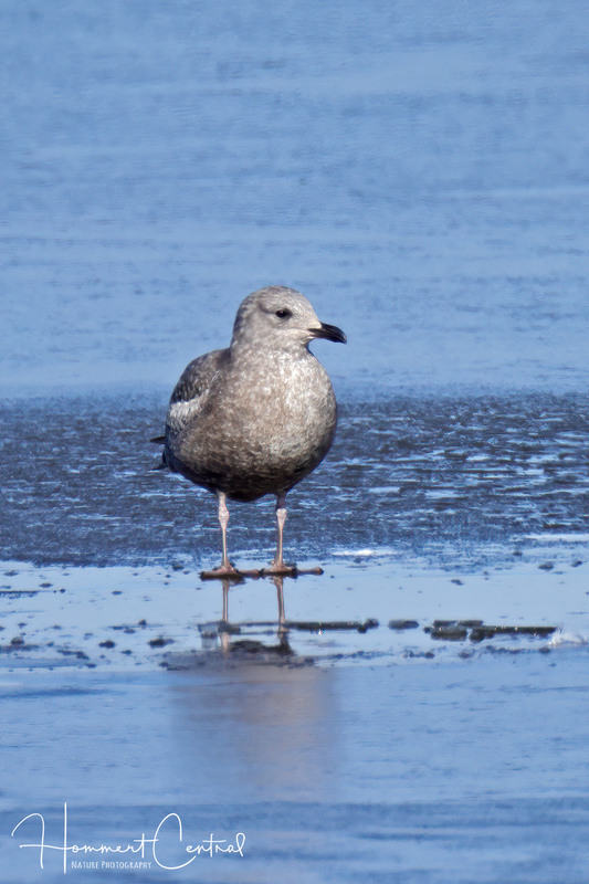 Iceland Gull (Thayers immature) (01).jpg