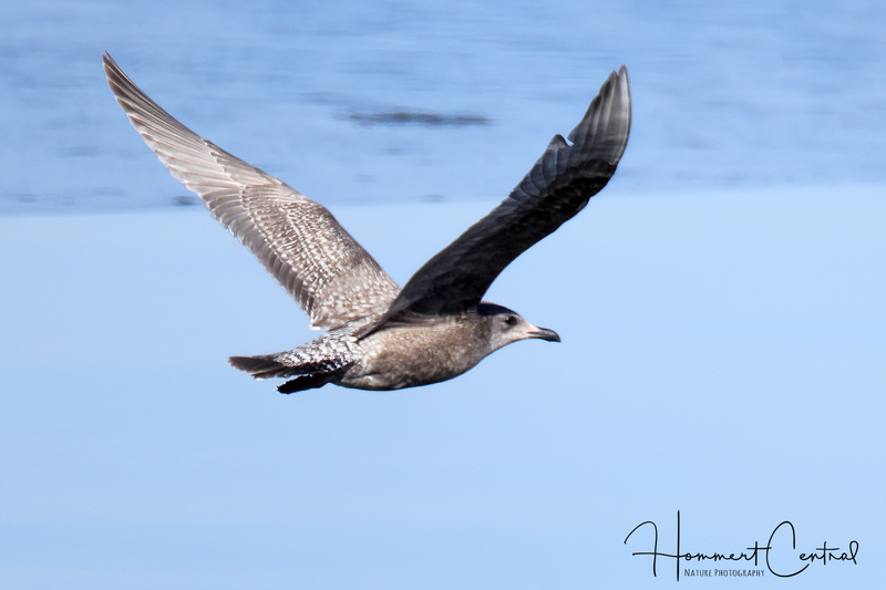 Iceland Gull (Thayers immature) (02).jpg