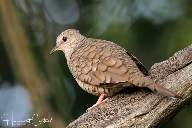 Inca Dove (05).jpg