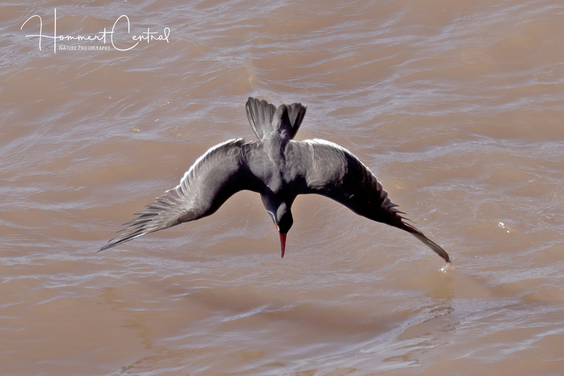 Inca Tern (02).jpg