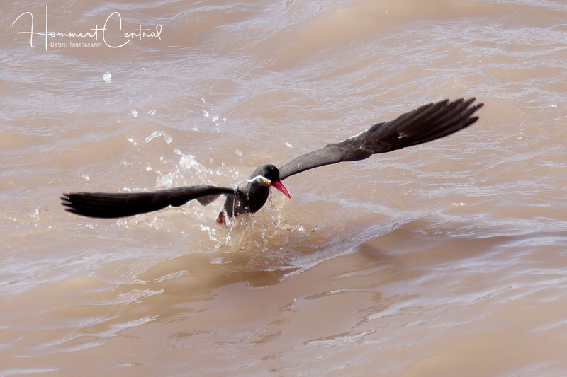 Inca Tern (03).jpg