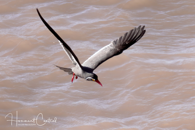 Inca Tern (04).jpg