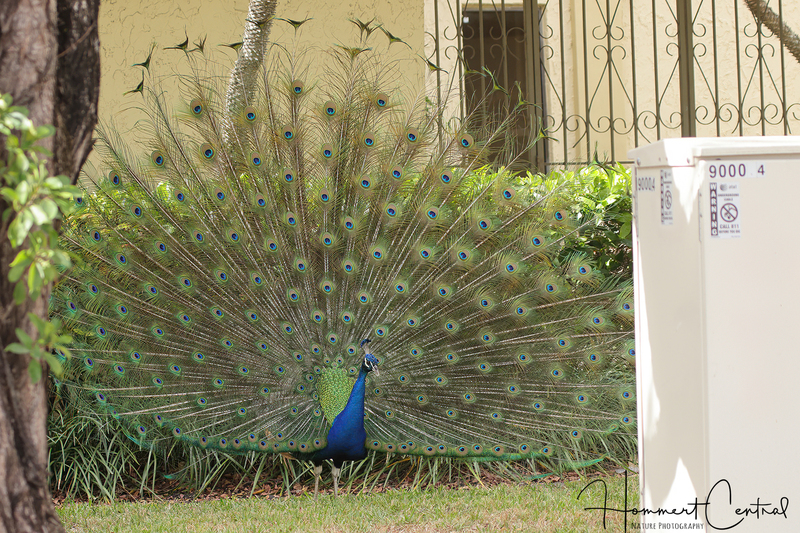 Indian Peafowl (02).jpg