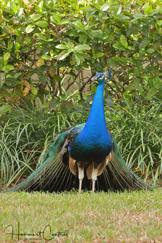 Indian Peafowl (04).jpg
