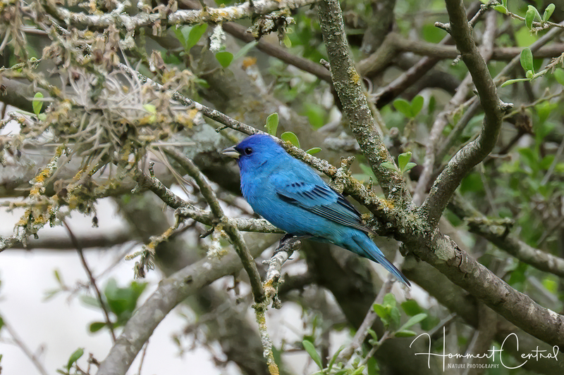 Indigo Bunting (17).jpg