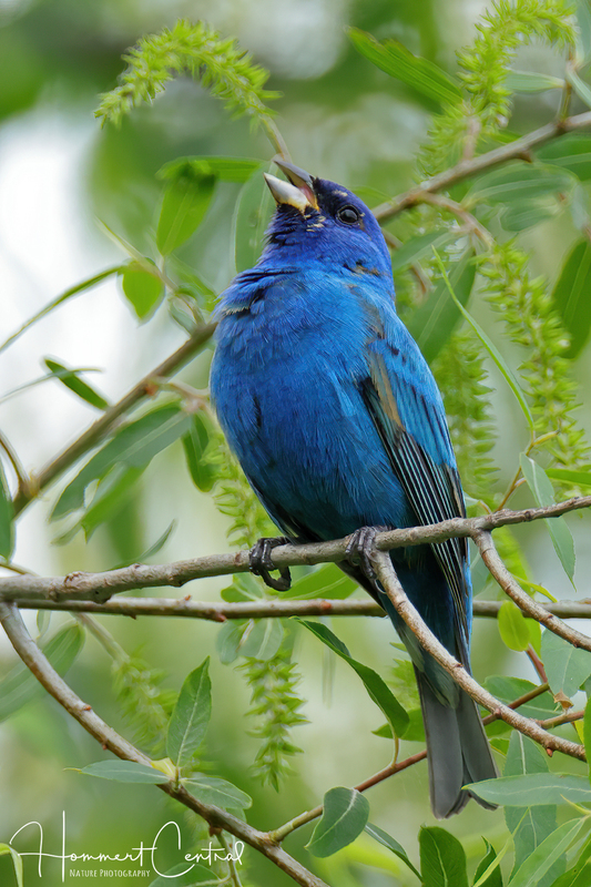Indigo Bunting (18).jpg