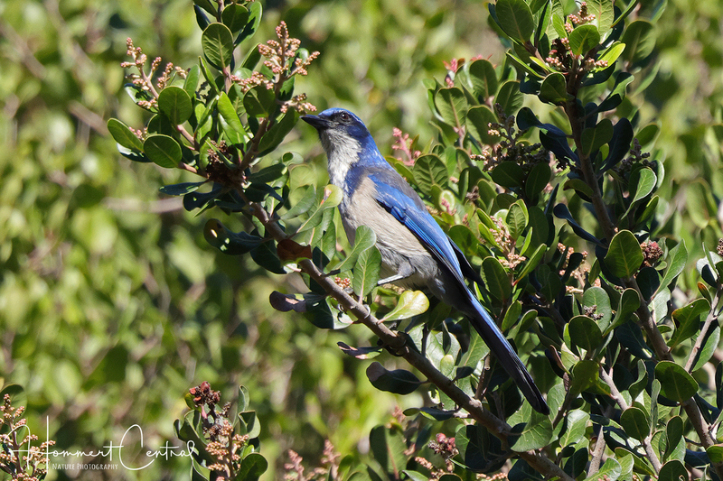 Island Scrub-Jay (01).jpg