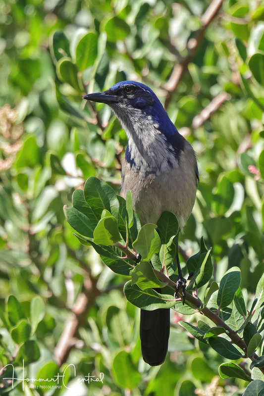 Island Scrub-Jay (02).jpg