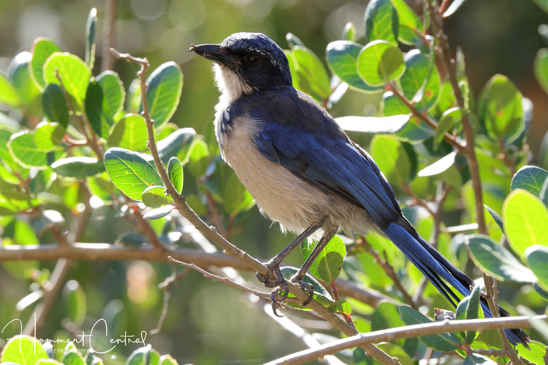 Island Scrub-Jay (03).jpg