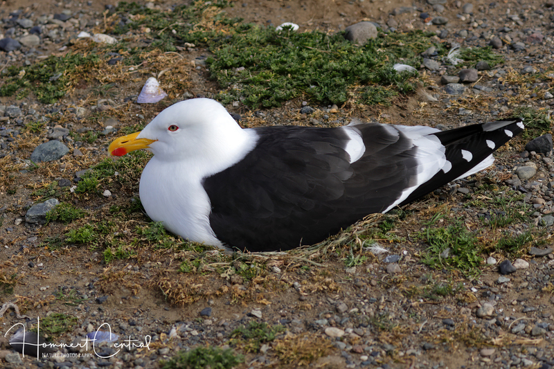 Kelp Gull (03).jpg
