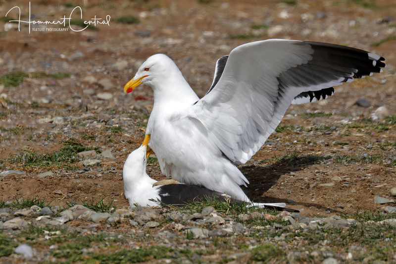 Kelp Gull (04).jpg