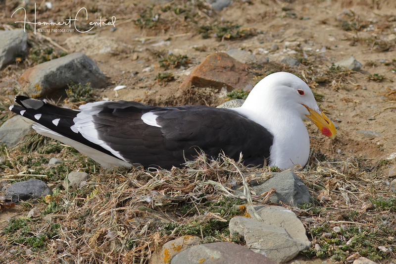 Kelp Gull (05).jpg