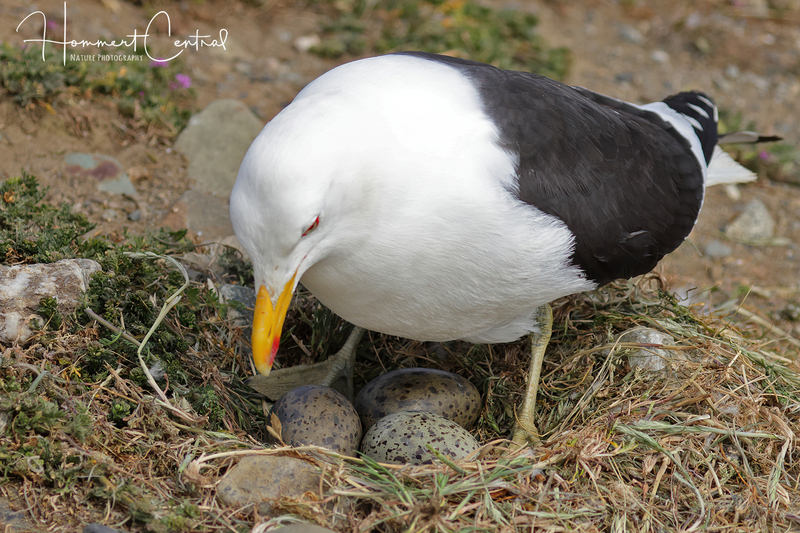 Kelp Gull (06).jpg