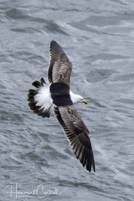Kelp Gull (immature) (02).jpg