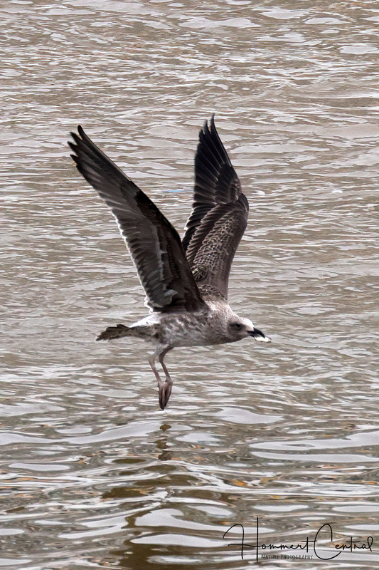 Kelp Gull (immature) (03).jpg