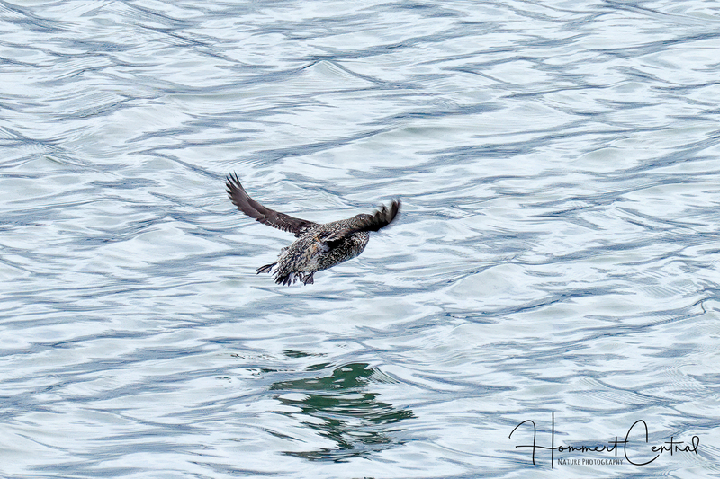 Kittlitzs Murrelet (01).jpg